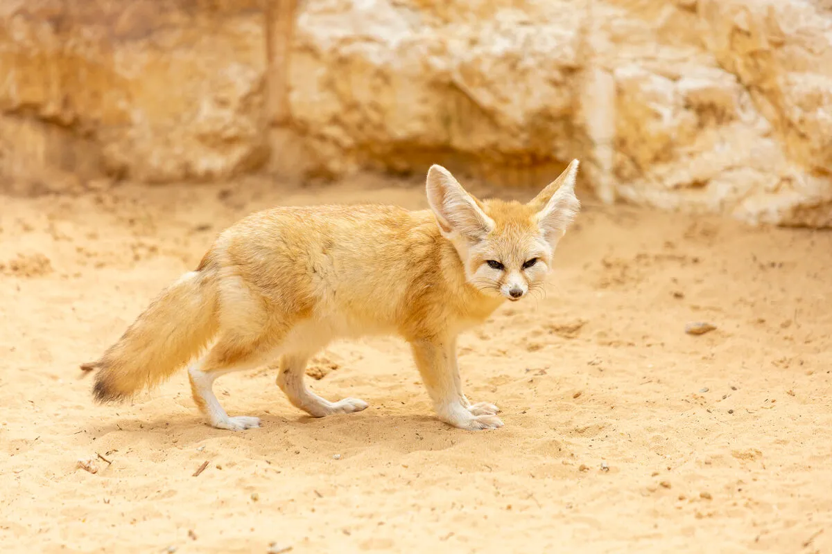 A,Small,Desert,Fox,Fenech,Standing,On,Sand,And,Looking