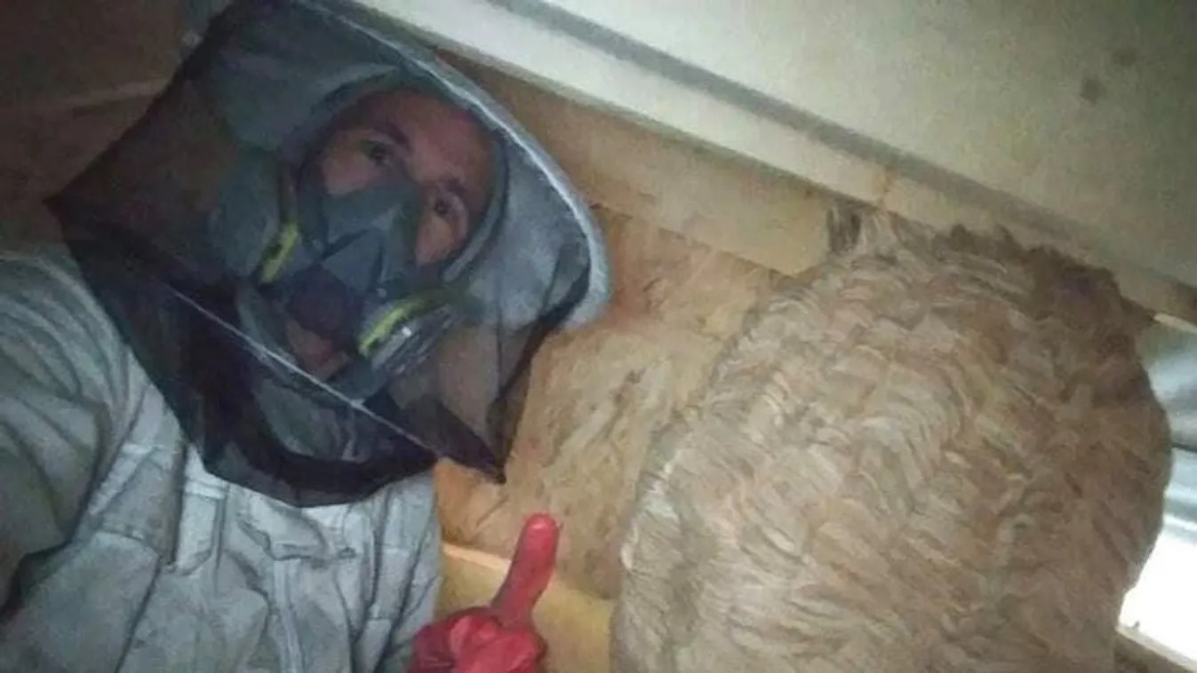 Darázscsípés miatt élet-halál között lebegett a nyugdíjas