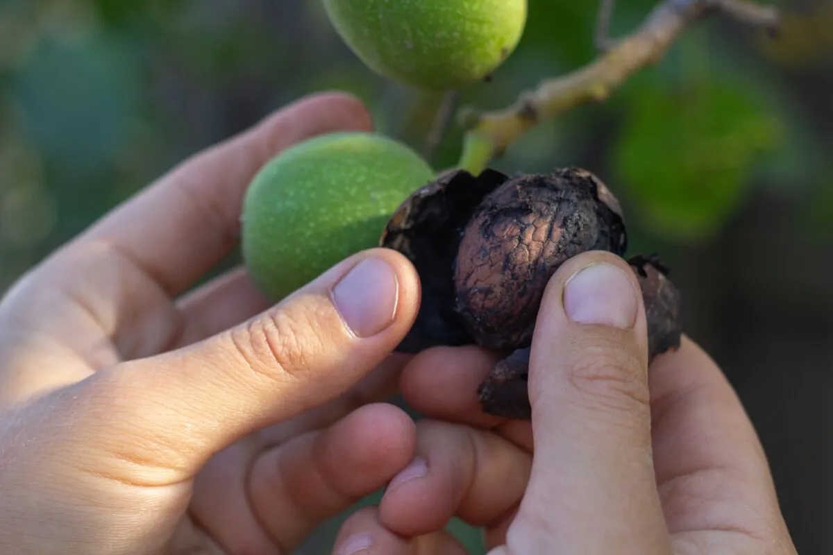 Kis idő- és energiaráfordítással megmenthető a fekete dió.