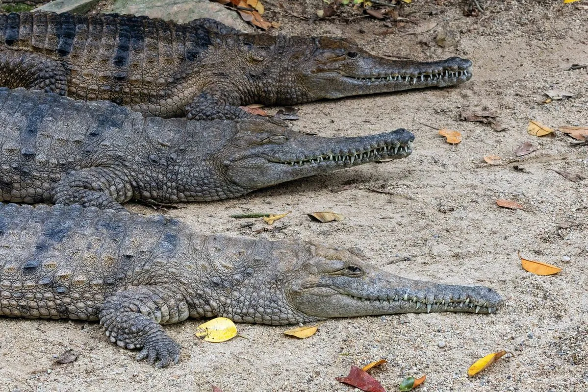 Sokan ellenezték, amit az influenszer tett a vadállattal