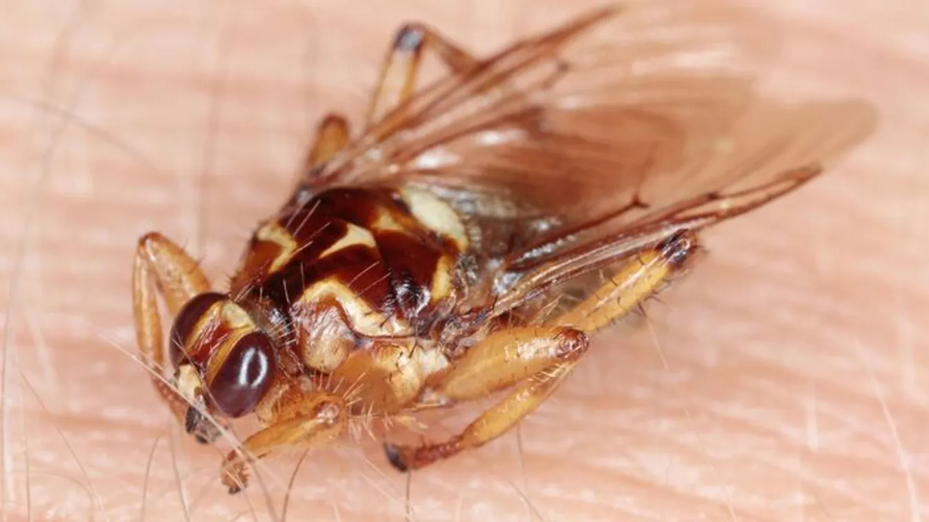 Repülő kullancs mindenhol? Így védd magad a parazita ellen!