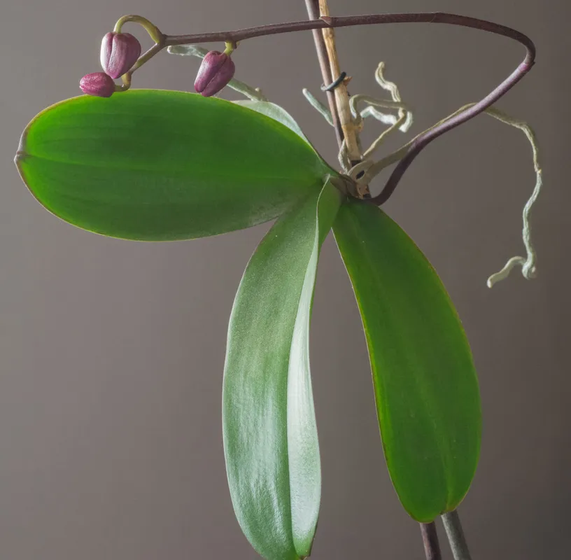 Keiki,Phalaenopsis,,Orchid,,Bud,,Leaf