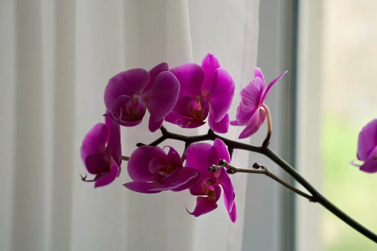 Őszi trükk Big,Pink,Bright,Flowers,Of,An,Phalaenopsis,Orchid.,Greenery,At