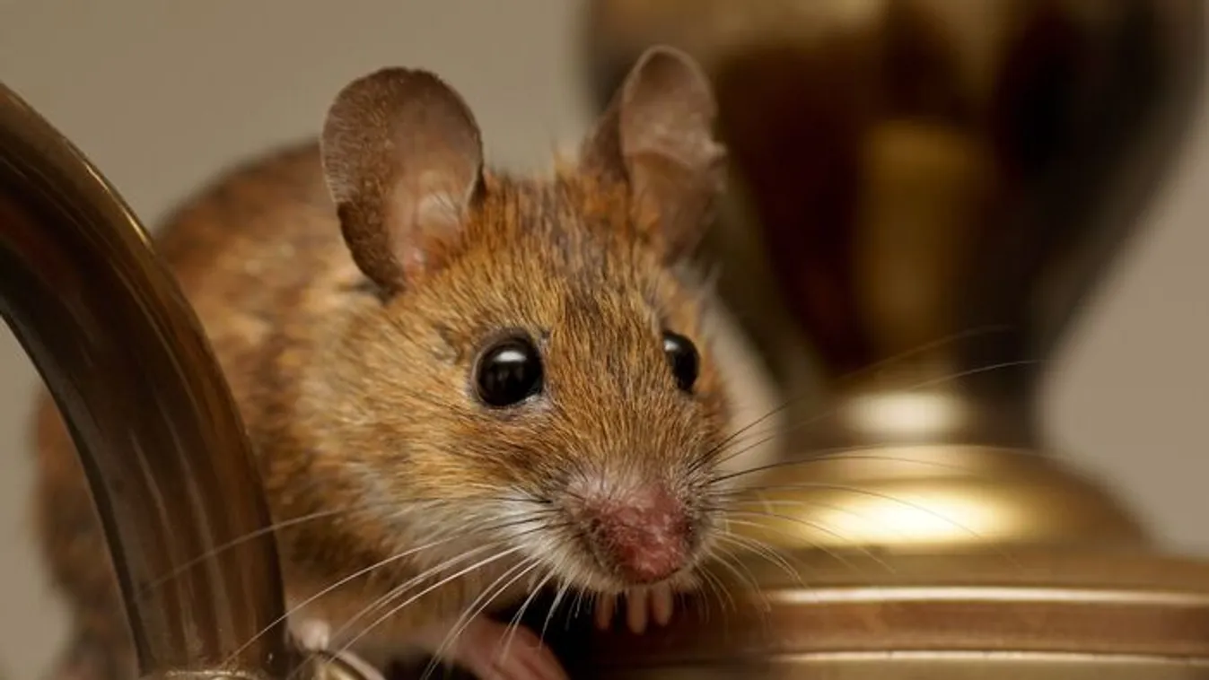 Ha ezt látod a lakásodban, biztos, hogy beköltöztek az egerek
