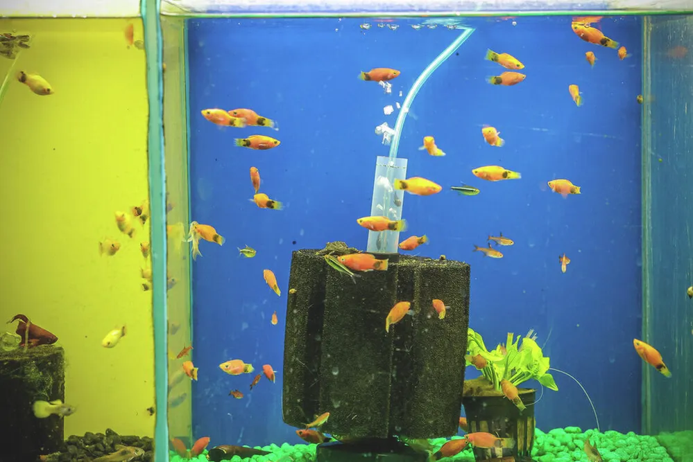 kisállat-kereskedés,