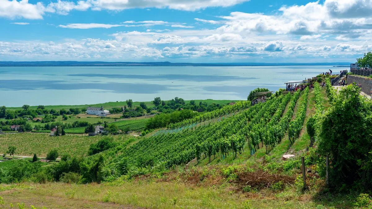 5 borvidék Beautiful,View,Of,Lake,Balaton,With,Vineyards,From,The,Badacsony