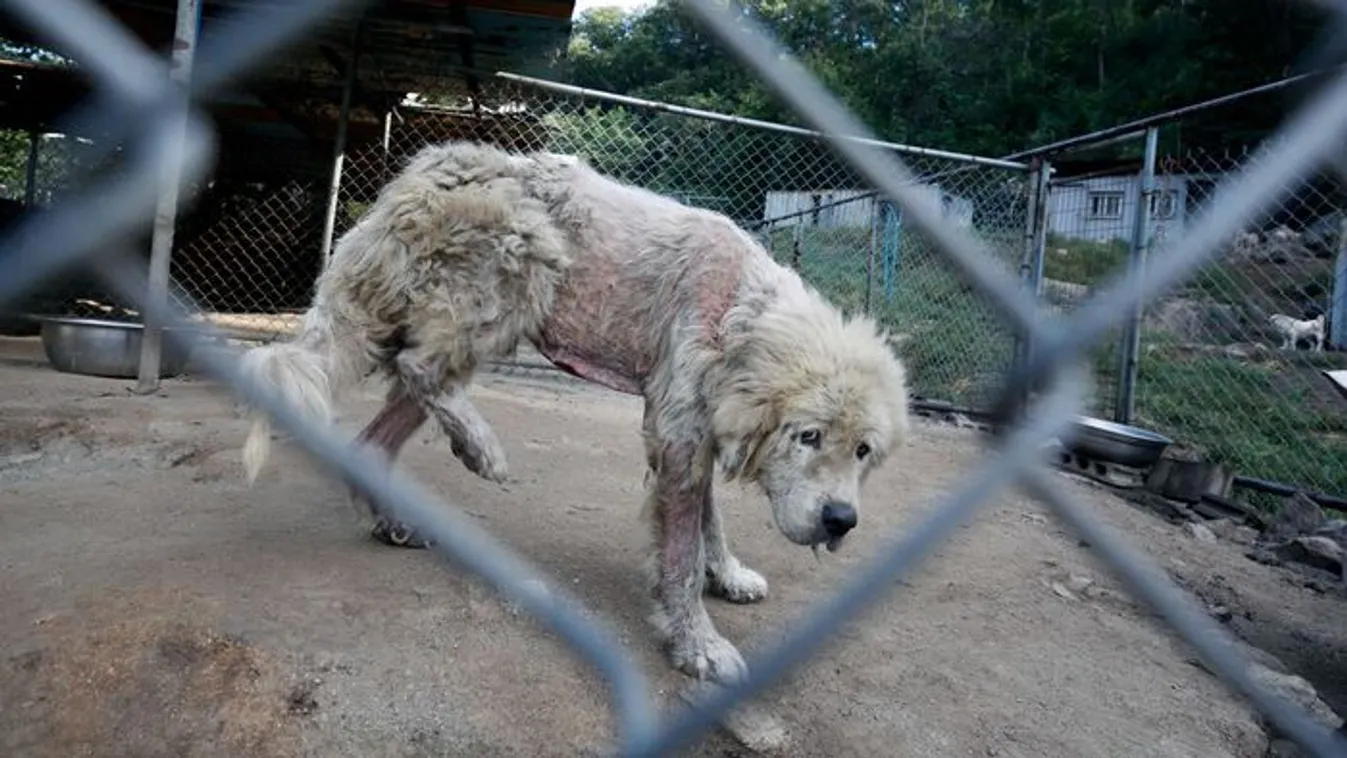 Ekkora pénzbírsággal ússza meg az állatkínzó férfi - Videó