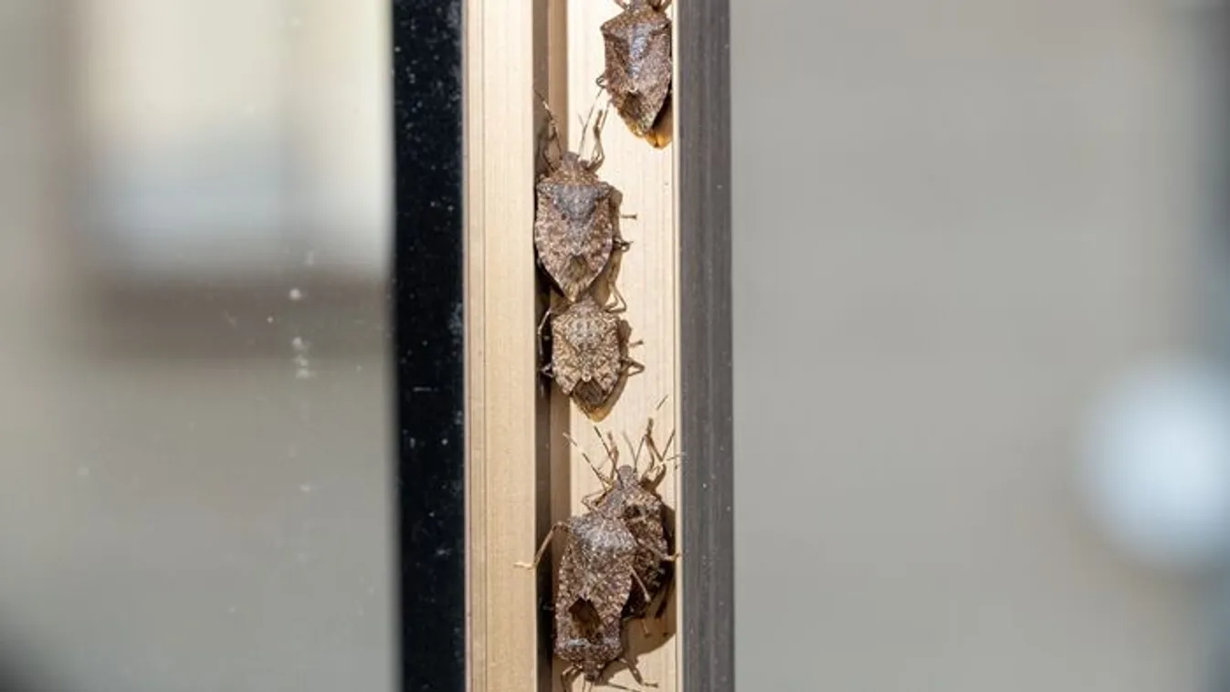 Hamarosan jön a poloskainvázió: jobb, ha már most védekezel