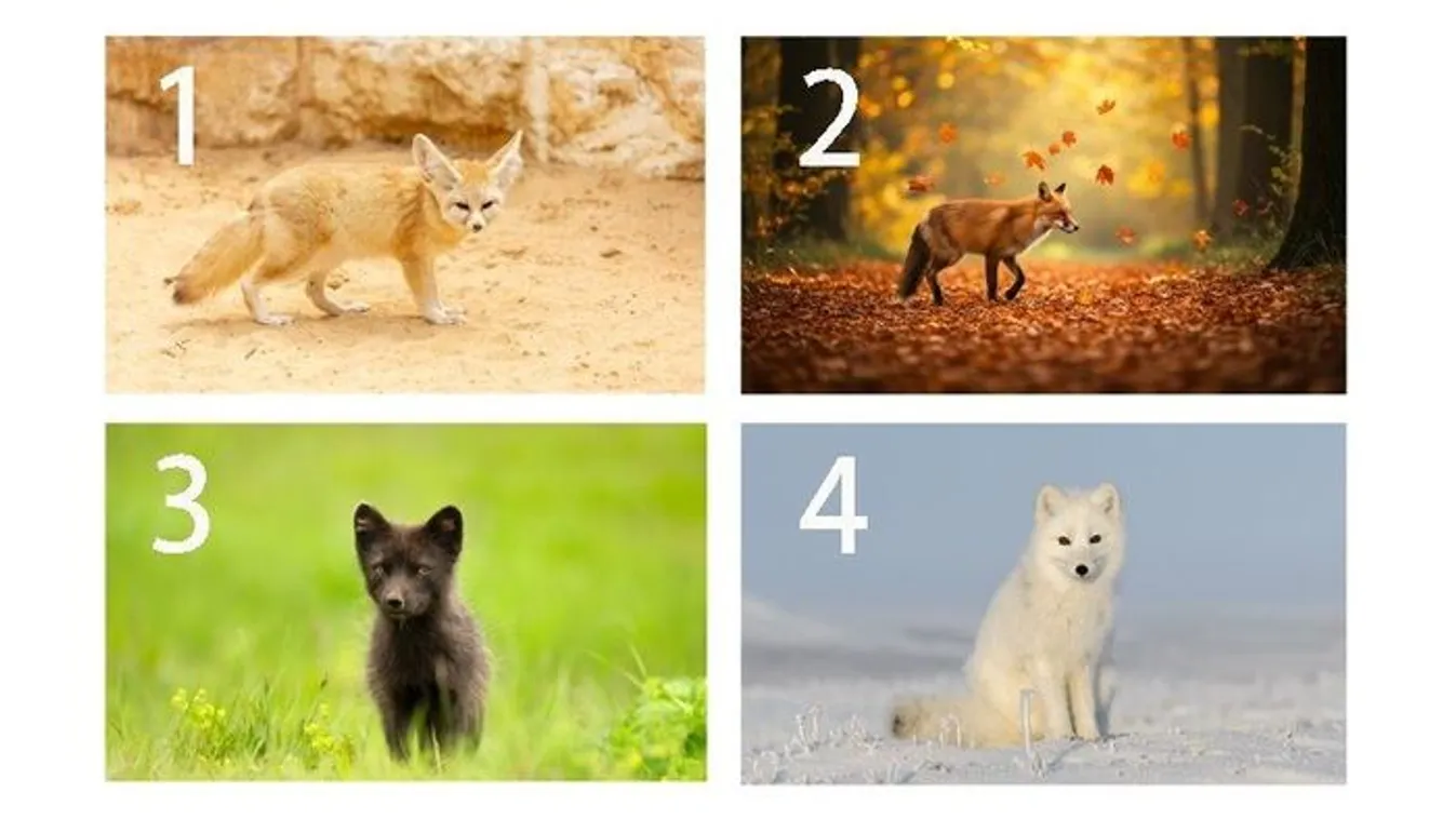 Válassz egy rókát és kiderül, mi lakozik a lelked legmélyén