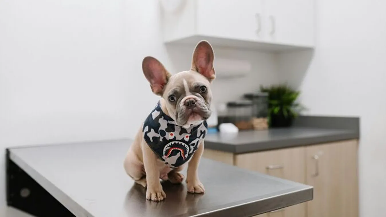 Állatorvos árulta el: erre a 6 dologra kell figyelni az ősz beköszöntével