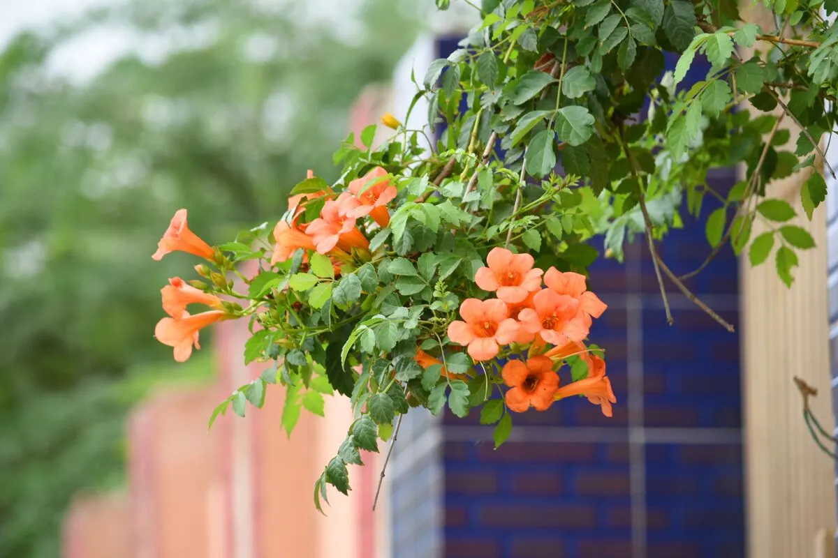 Jó, ha vannak növények a ház mellett, de bármit nem ültethetünk a falhoz.