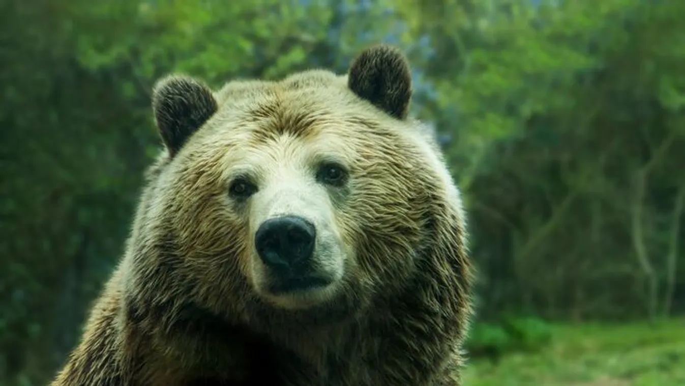 A szögesdrótot választotta a medve elől menekülő férfi