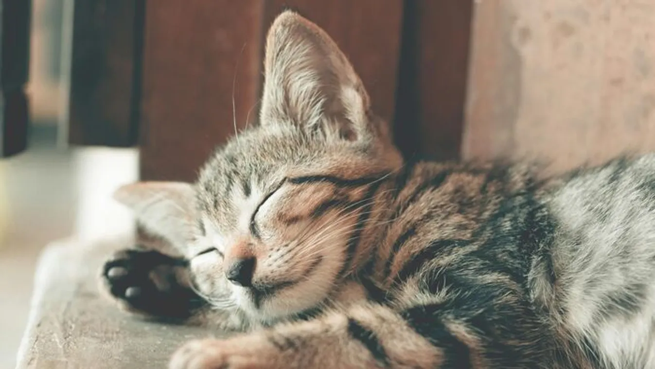 A hős mentők megmentették a házban rekedt cicákat Hevesben