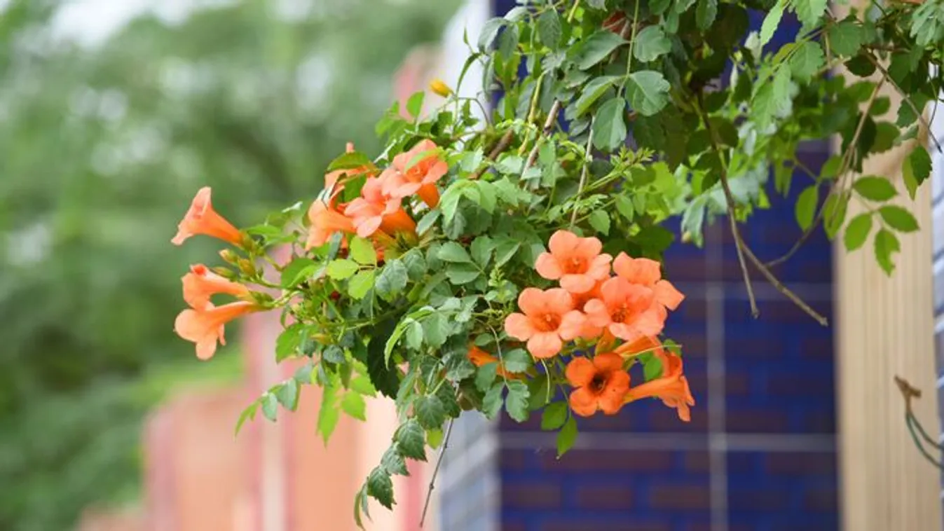 5 növény, amit soha ne ültess ősszel a ház közelébe