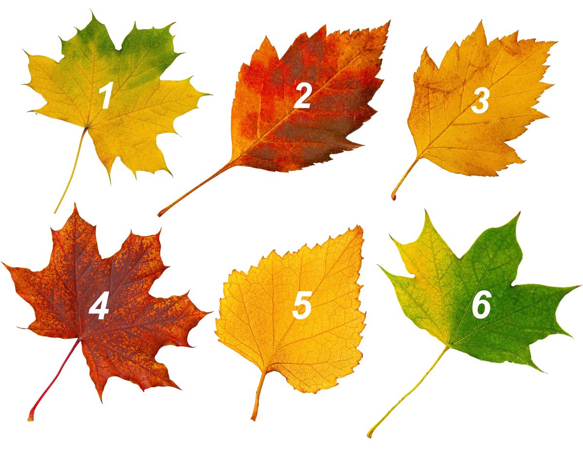 személyiségteszt , őszi falevelekkel Colorful,Autumn,Leaves,Falling,On,Transparent,Background,,Perfect,For,Seasonal