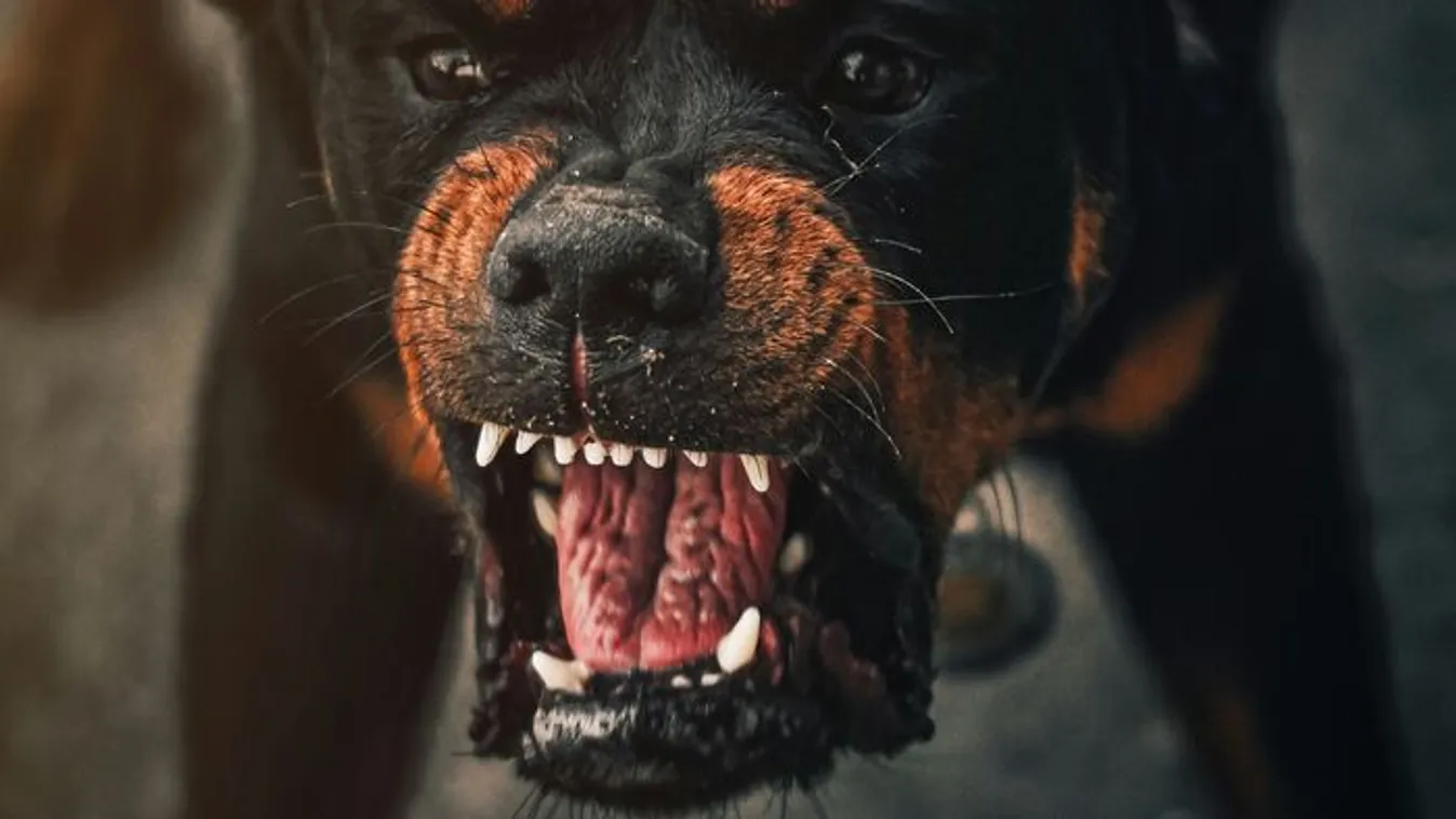 A családi kutya tépte szét a csodálatos kislányt