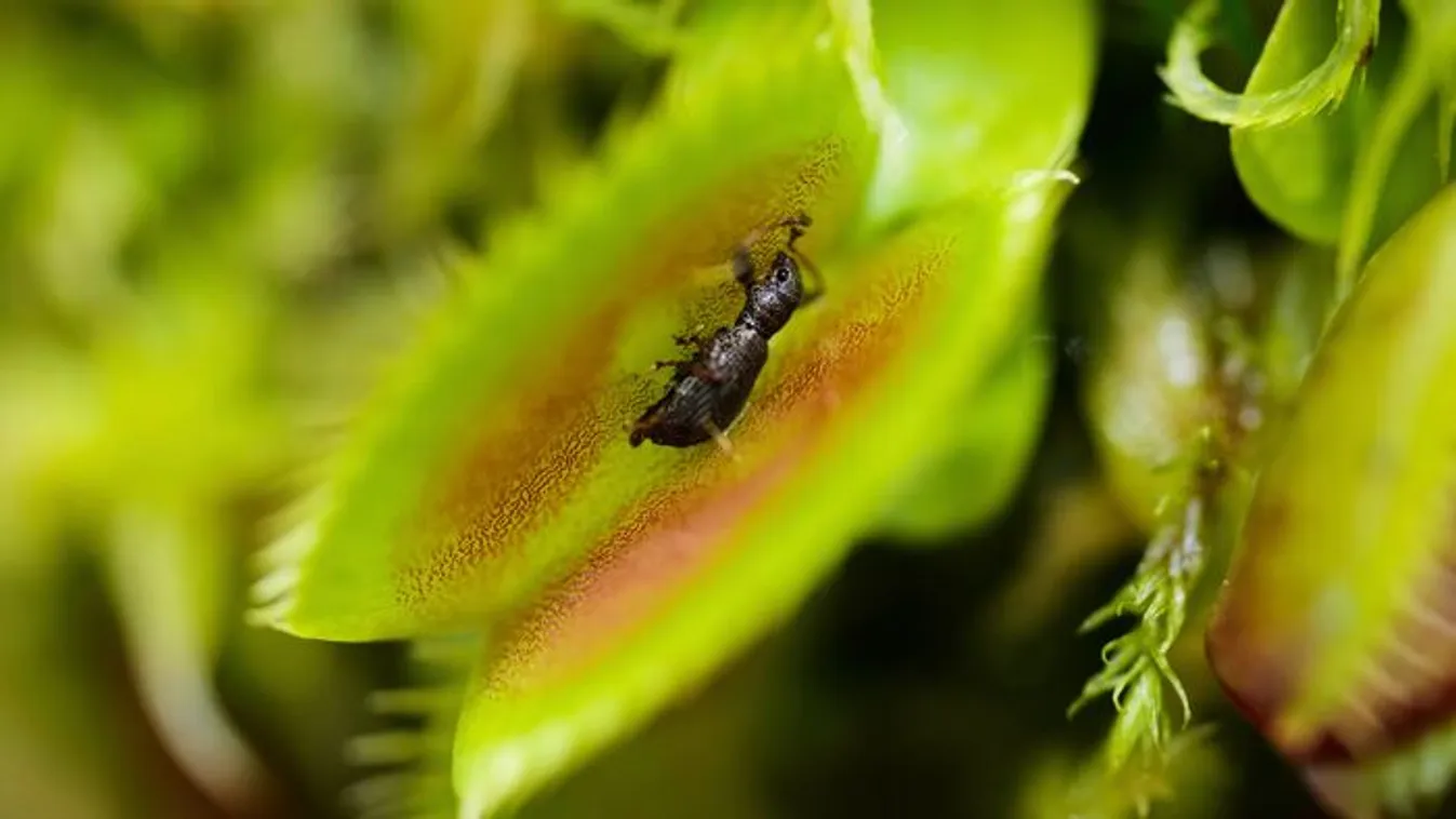 Élővilág kvíz – ez egy növény vagy egy állat neve?