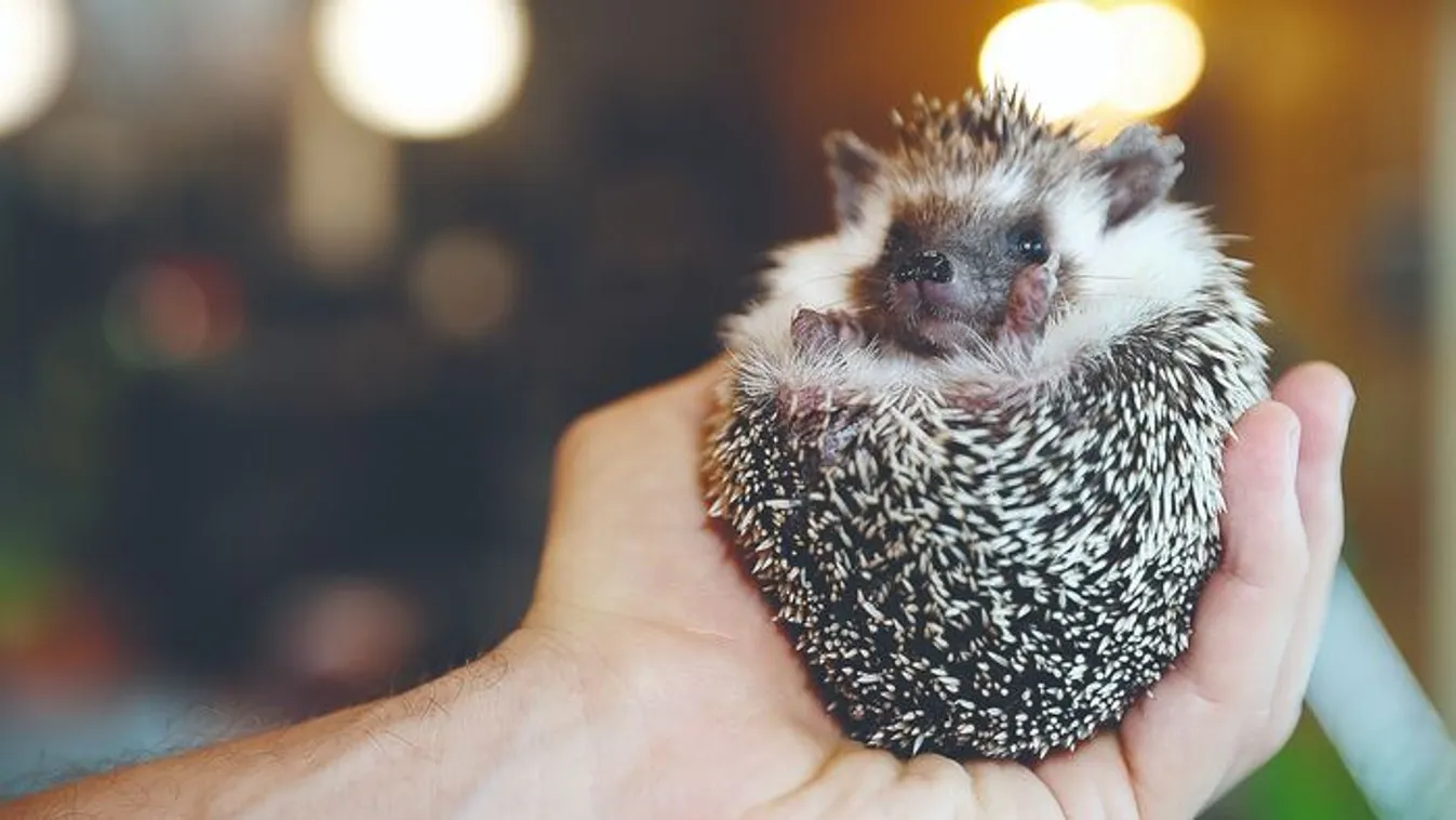 A Nébihnek kellett intézkedni több kisállat-kereskedésben