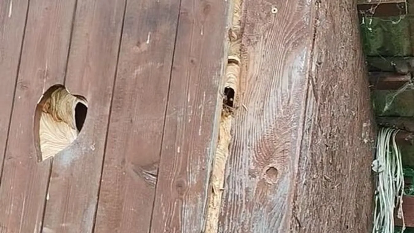 Darázsfészek volt a pottyantósban – Rémisztő videó!