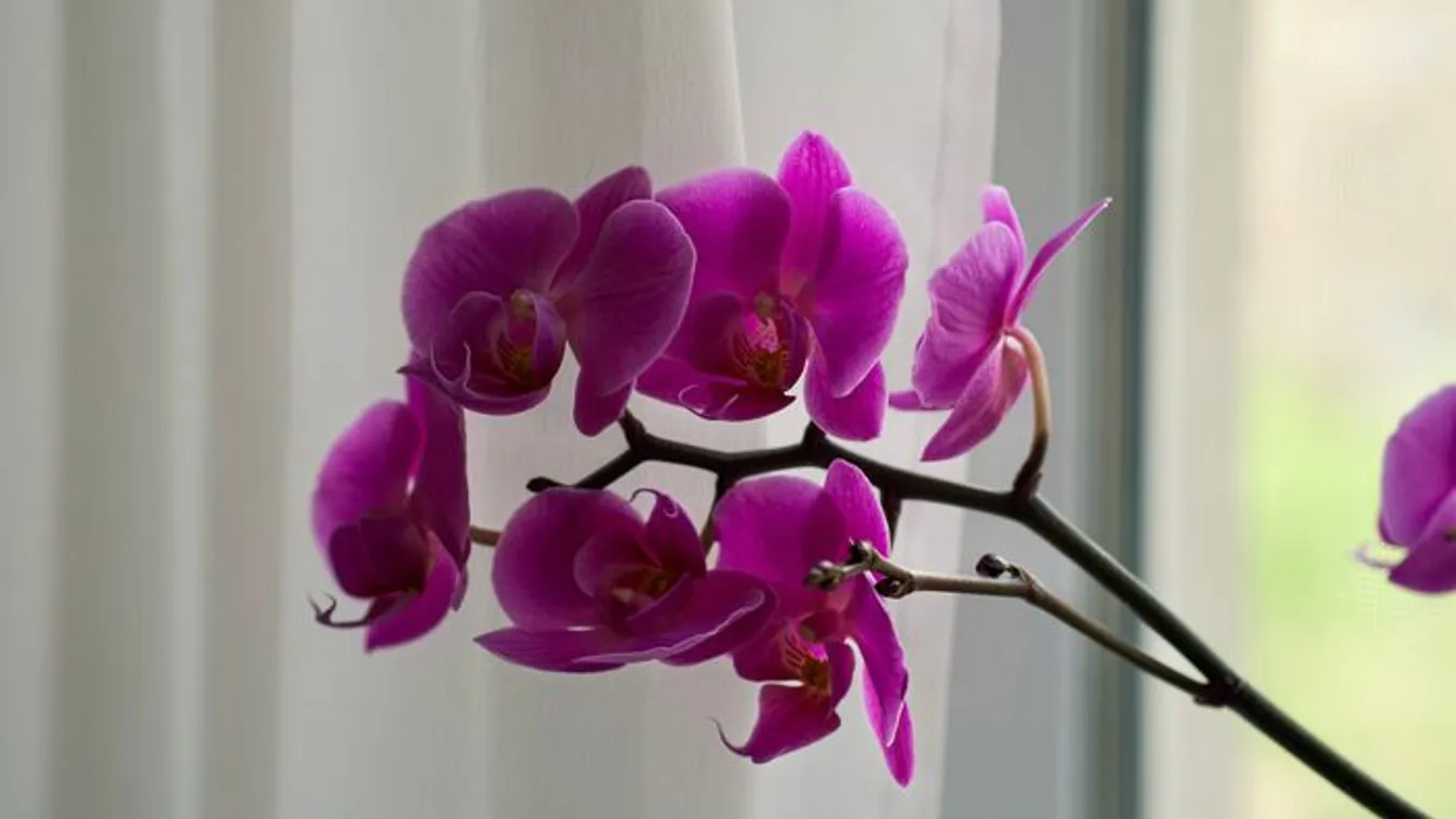 A legjobb őszi trükk, hogy hamarosan virágba boruljon az orchideád