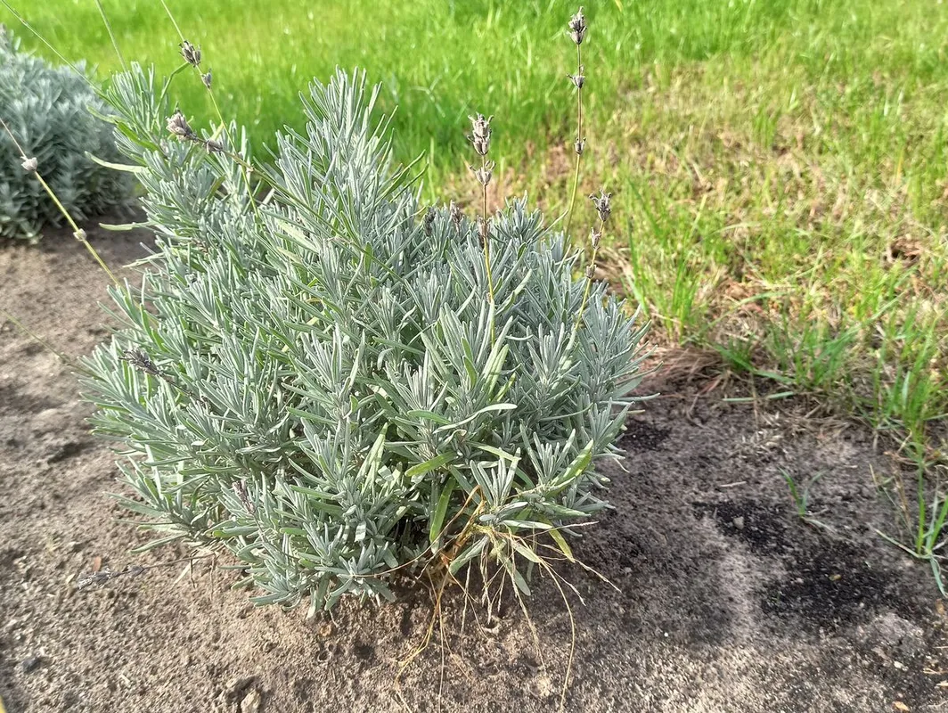 Levendula szaporítása: ősszel a tőosztás a jó módszer.