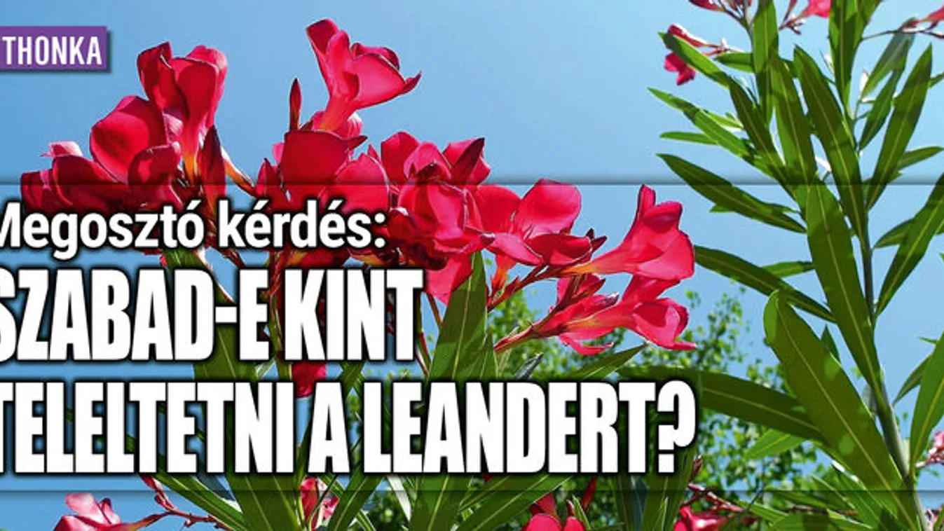 Megosztó kérdés: szabad-e kint teleltetni a leandert?