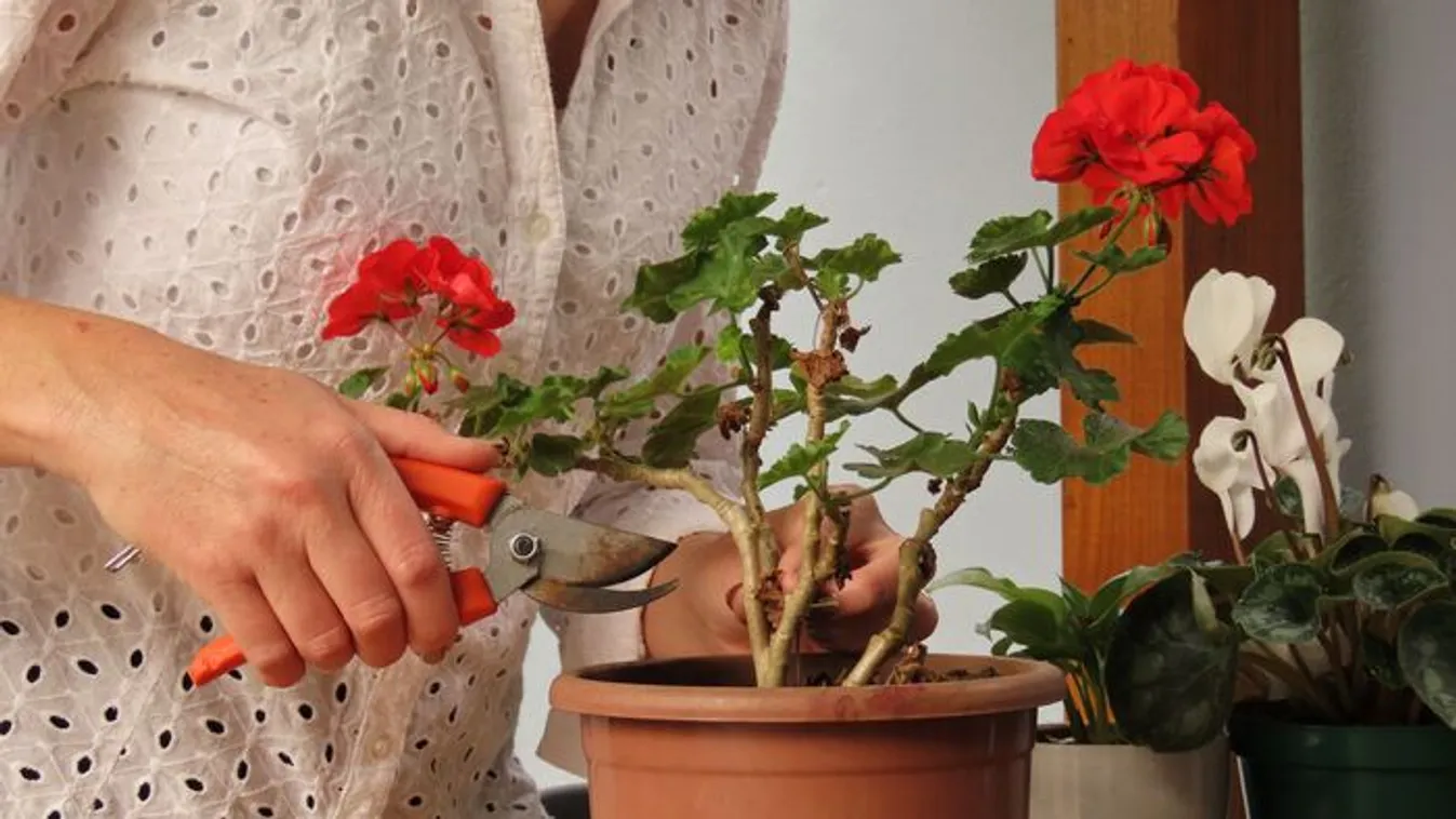 Ideje felkészíteni a muskátlit a télre, mutatjuk, mit kell tenni!