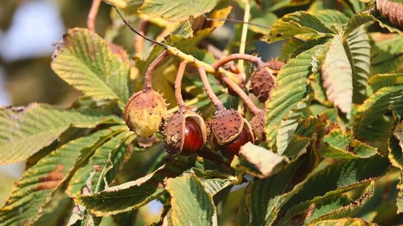 Gesztenyeszezon: mitől szelíd és mitől vad egy gesztenye?