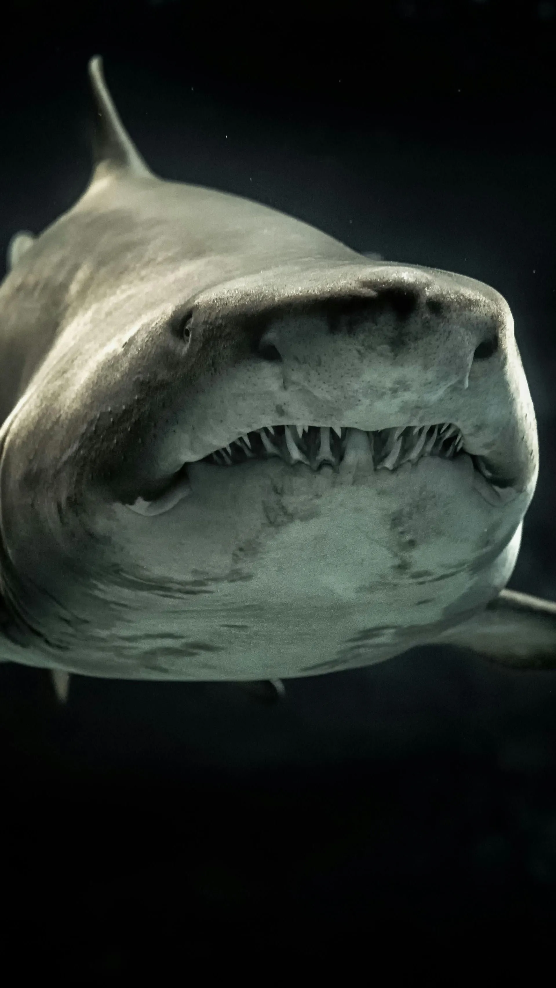 Húsvéti érdekességek 2.: Cápák között úsztak, függőleges sziklafalon másztak egy tojásért