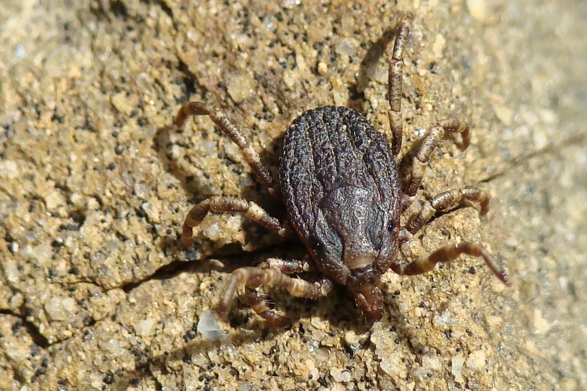 kullancs, kullancsfajta