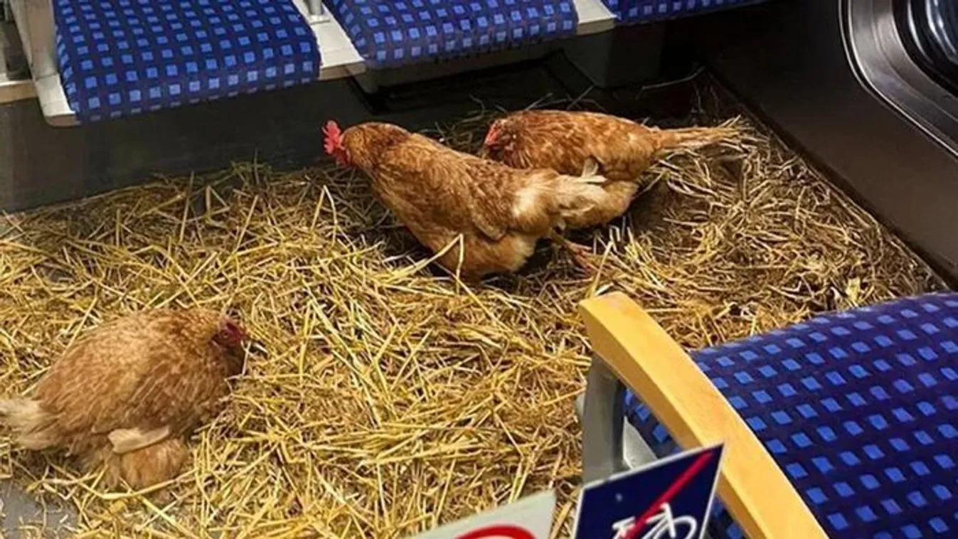 Három csirke utazott egy német vonat első osztályán