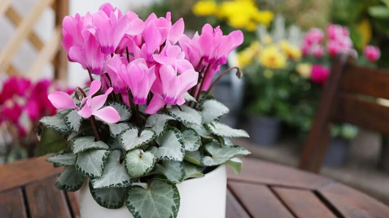 Így locsold a cikláment és februárig ontja a virágokat!