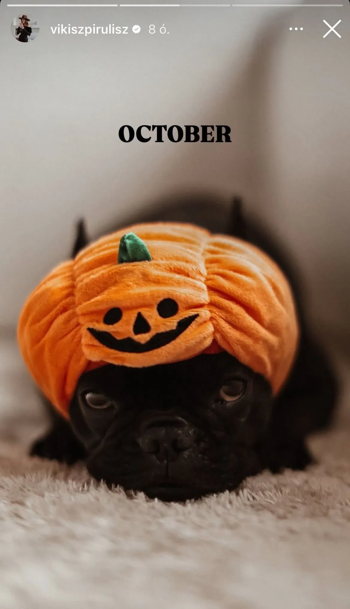 Halmosi Viki kutyusa