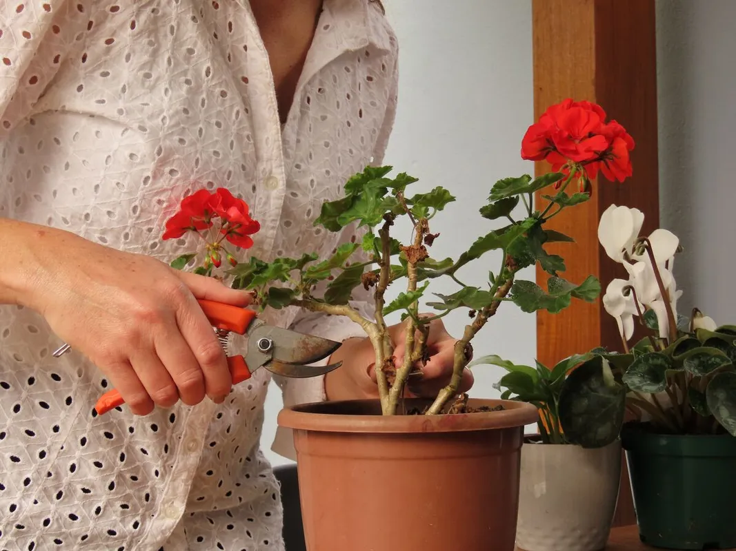 A muskátli teleltetése előtt nem árt felkészíteni a növényt.