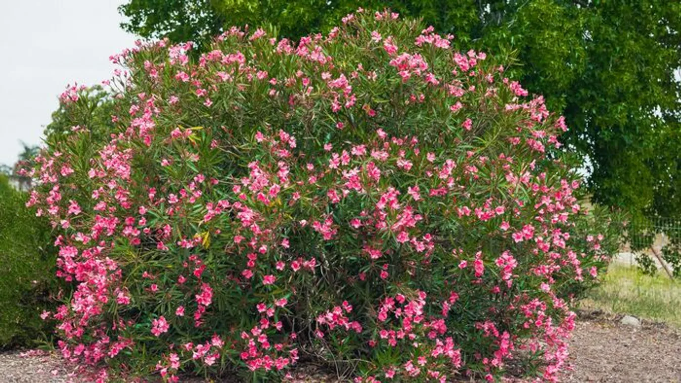 Megosztó kérdés: szabad-e kint teleltetni a leandert?