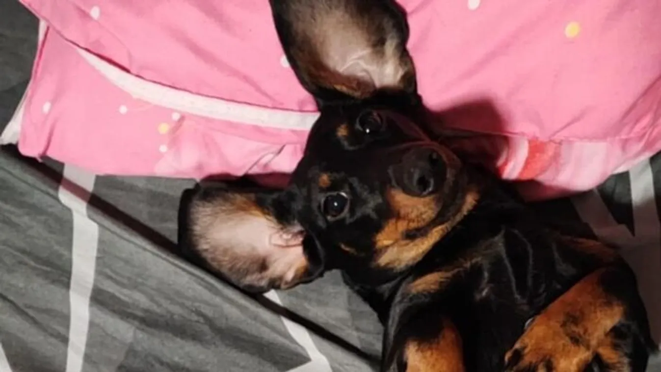 Kővel ölhette meg az ugató kis tacskót egy férfi Vésztőn