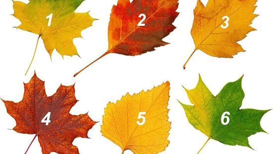 Melyik őszi falevél a kedvenced? Választásod elárulja személyiséged rejtett titkait