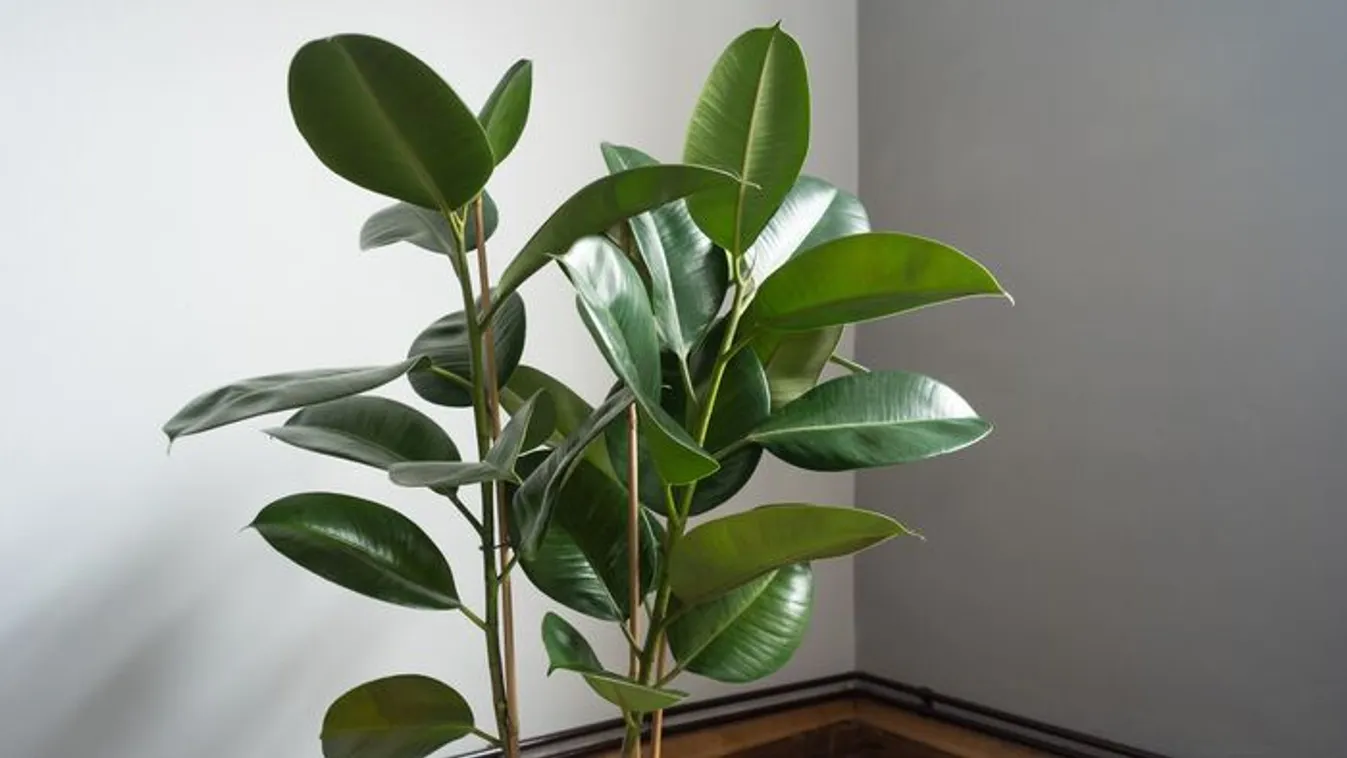 Végre kiderült, hol érzi magát igazán jól a lakásban a fikusz