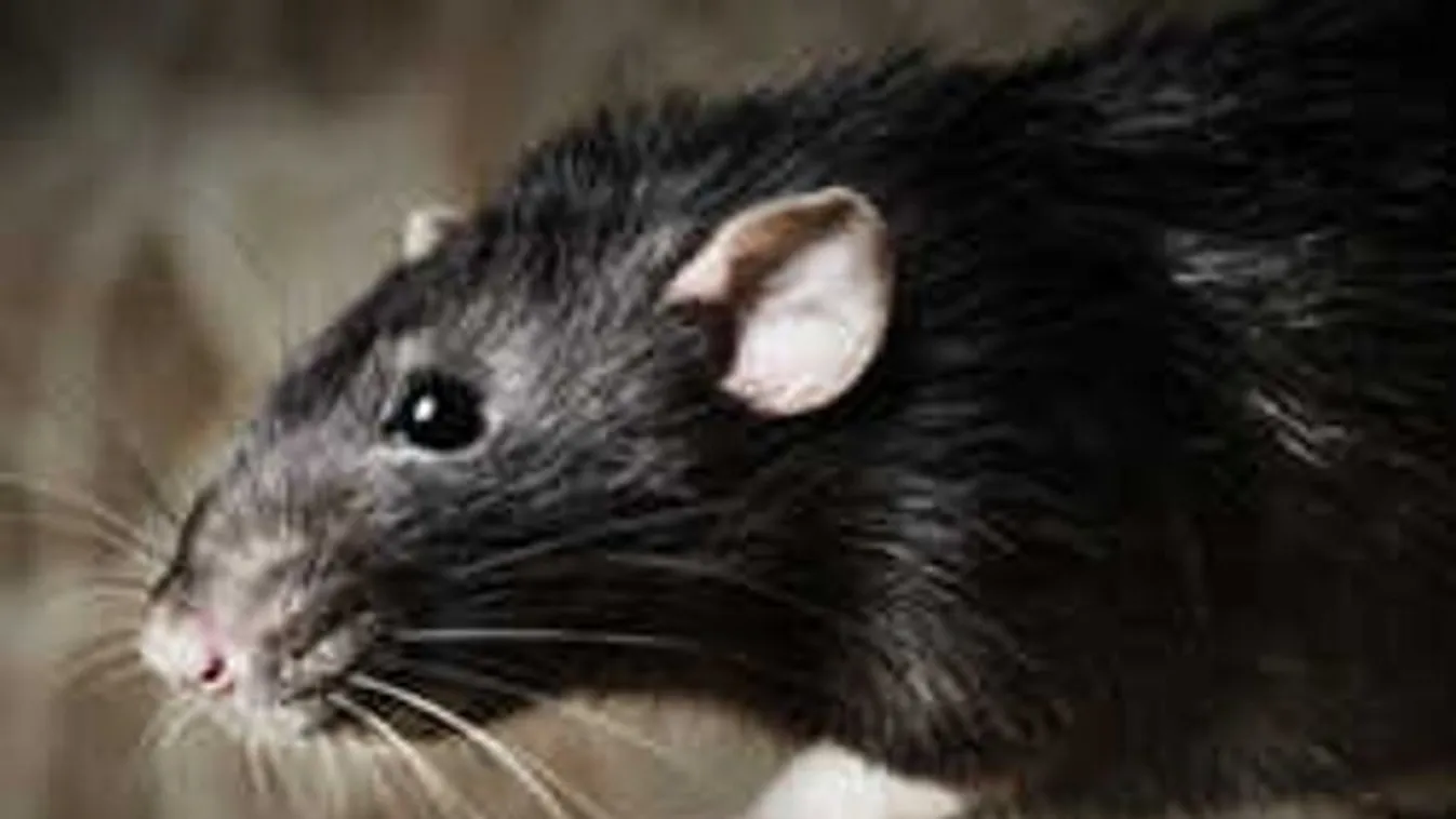 24 sérült! Patkányméreg okozott pánikot