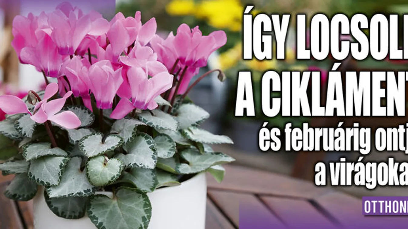 Így locsold a cikláment és februárig ontja a virágokat!
