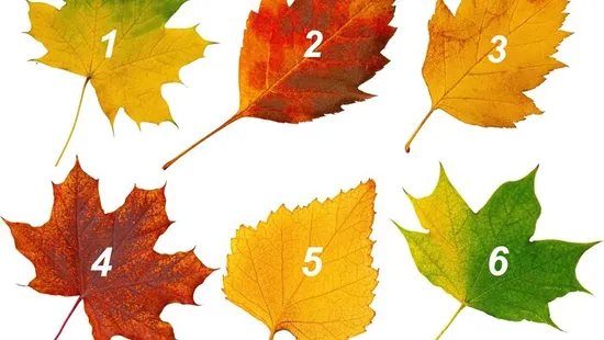 Melyik őszi falevél a kedvenced? Választásod elárulja személyiséged rejtett titkait