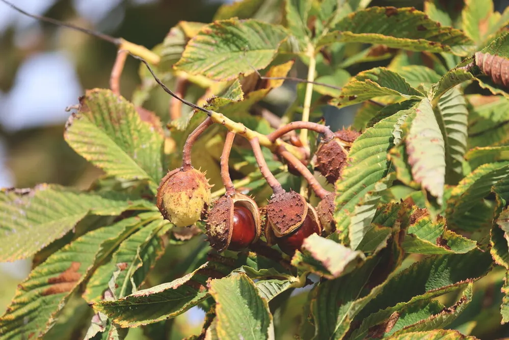 gesztenye002, szelídgesztenye, gesztenye,