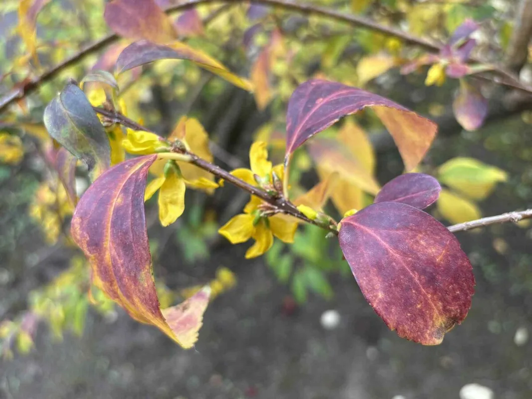 Döbbenetes látvány az őszi virágzás.