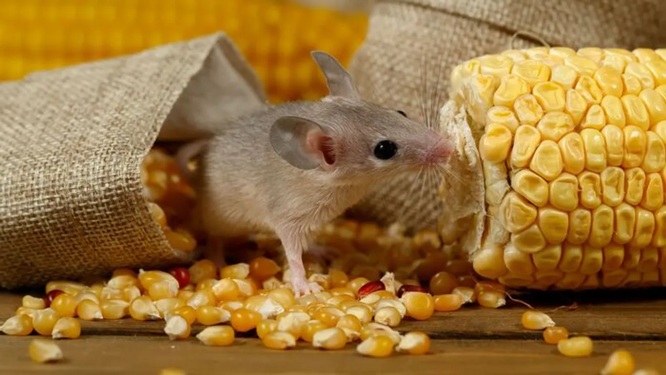 Itt az ősz, lopakodnak az egerek, így tartsd távol őket