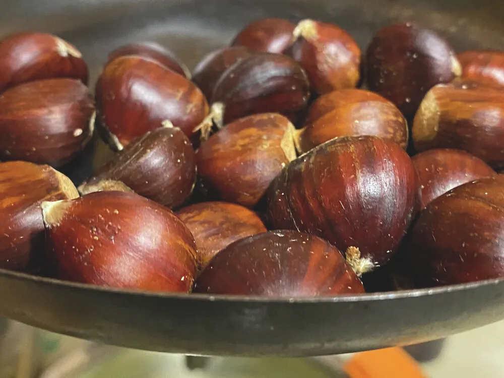 20251013_Gesztenye_SZAK11363, gesztenye, szelídgesztenye,