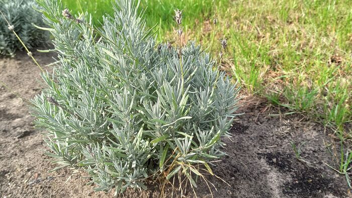 Most ásd fel a levendulát a kertedben és nem bánod meg