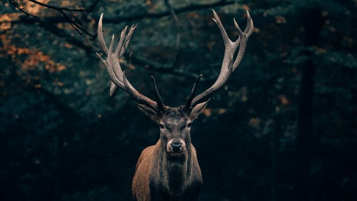 IQ-teszt kell a Budakeszi Vadasparkba a belépéshez?
