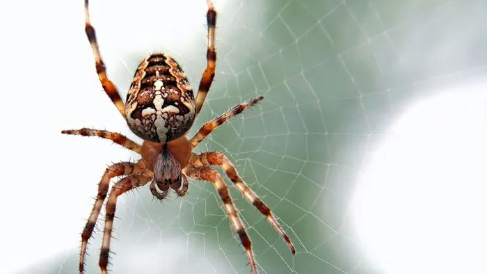 Évekig élt egy család több ezernyi pókkal!