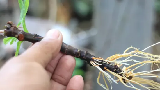 Mostantól gyerekjáték a gyökereztetés: eszméletlen az új módszer!