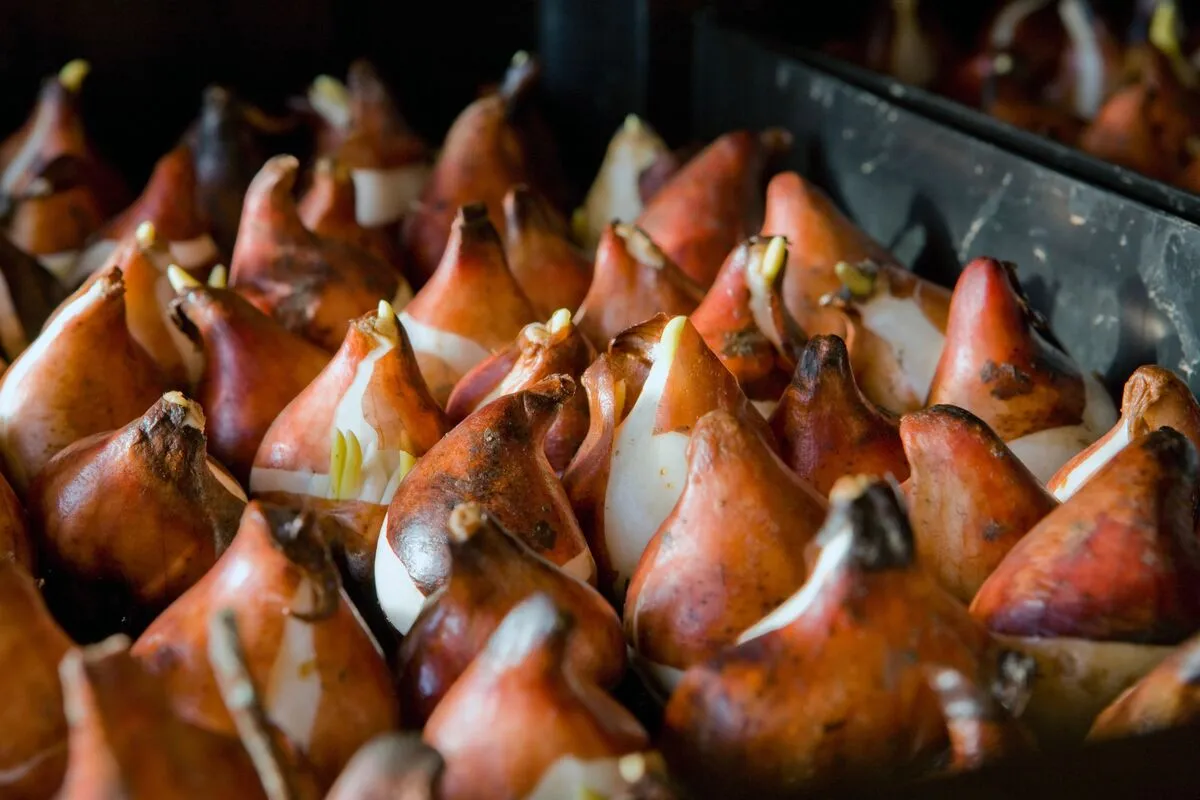 Tulipán ültetése: rekeszben könnyebb!